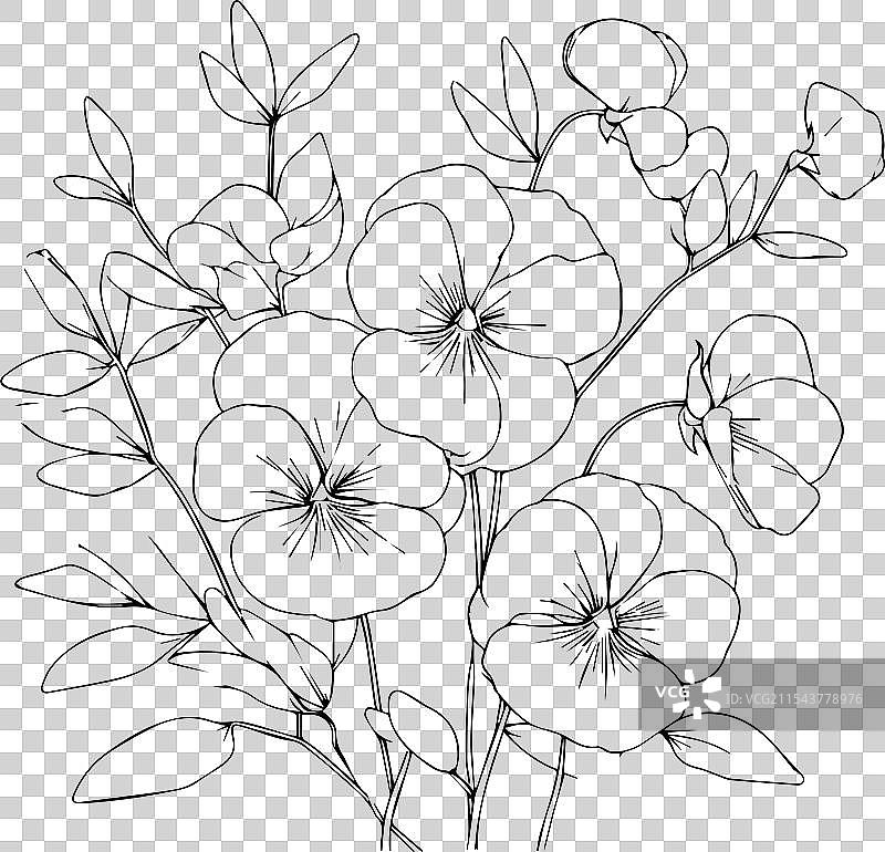 甜豌豆 生日花 甜豌豆铅笔画图片素材