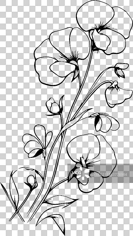 极简风格的甜豌豆纹身图案 甜豌豆图片素材