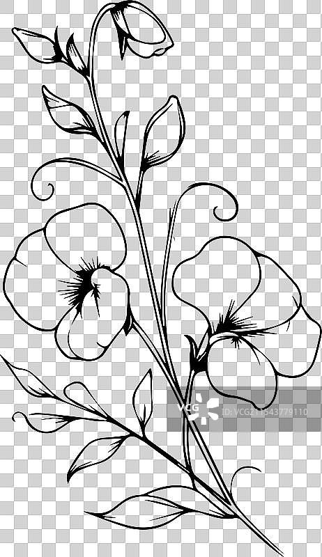 手绘孤立的甜豌豆花卉元素图片素材