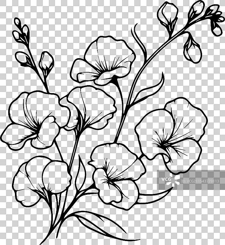 精致的甜豌豆纹身 甜豌豆插图图片素材