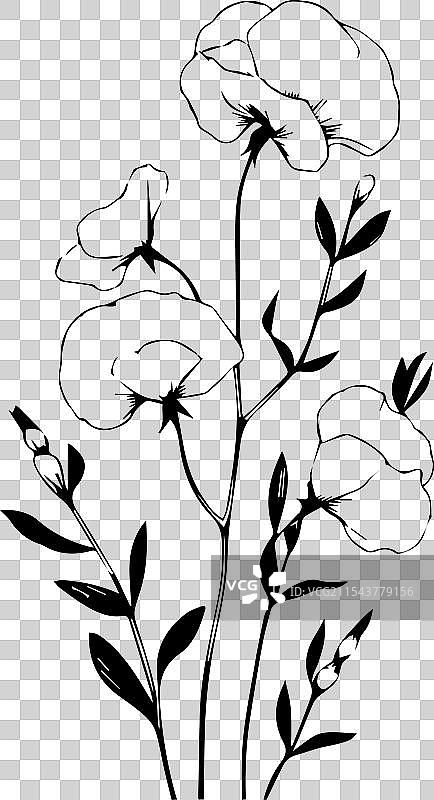 黑白色的甜豌豆纹身图案图片素材