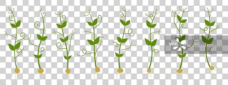 一组豌豆芽在白色背景上孤立展示图片素材