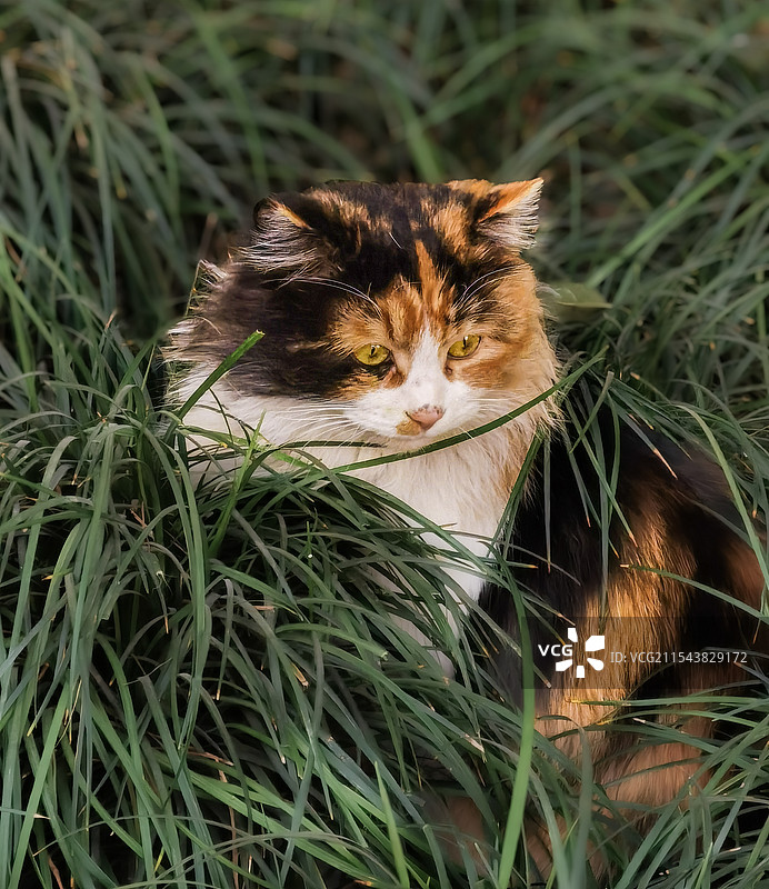草丛中的三花猫图片素材