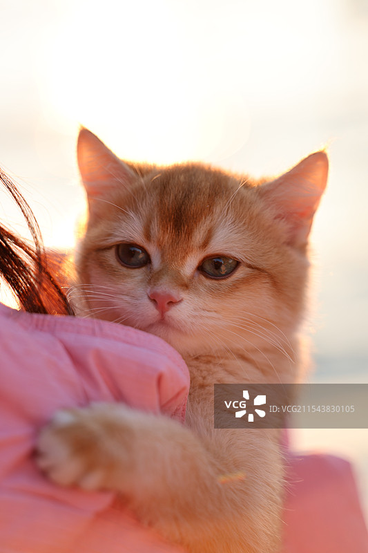 可爱的狸花猫图片素材