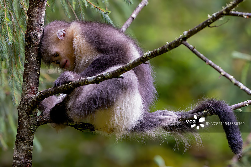 专心致志的滇金丝猴图片素材