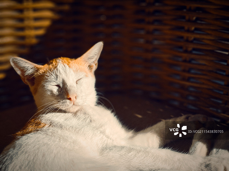 午后睡觉的猫图片素材