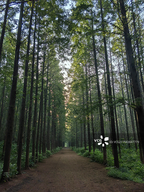 日照森林公园水杉林图片素材