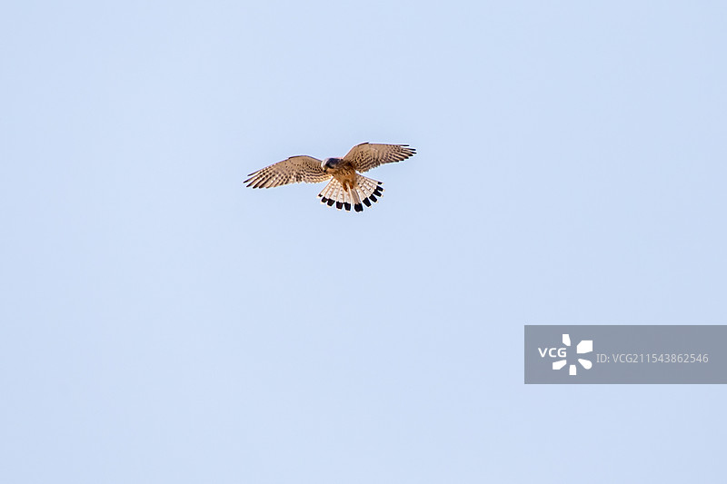 红隼空中悬停图片素材