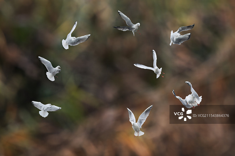 欢乐颂图片素材