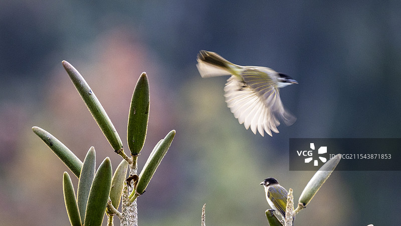 《白头鹎》图片素材