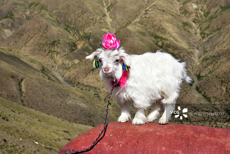 西藏山南羊卓雍措景区的小山羊图片素材