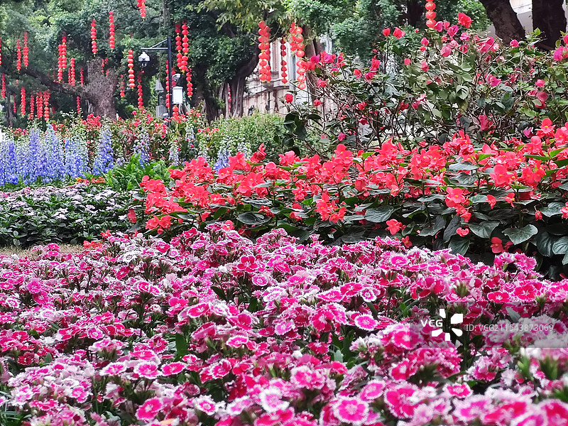 广州沙面-春节-花团锦簇-花城图片素材