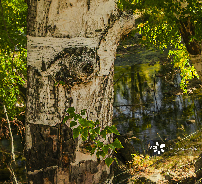 额河第一村（塔拉特村）秋吟（新疆富蕴县）图片素材