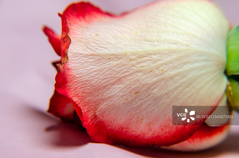 一朵大红色的玫瑰花特写图片素材