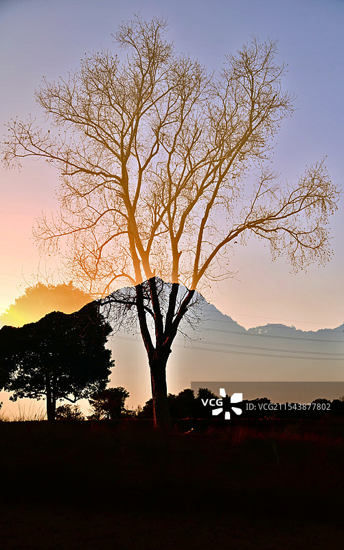 斜阳草树图片素材