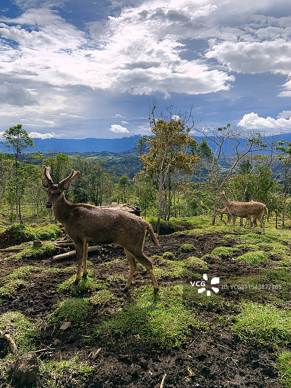 高地之鹿图片素材
