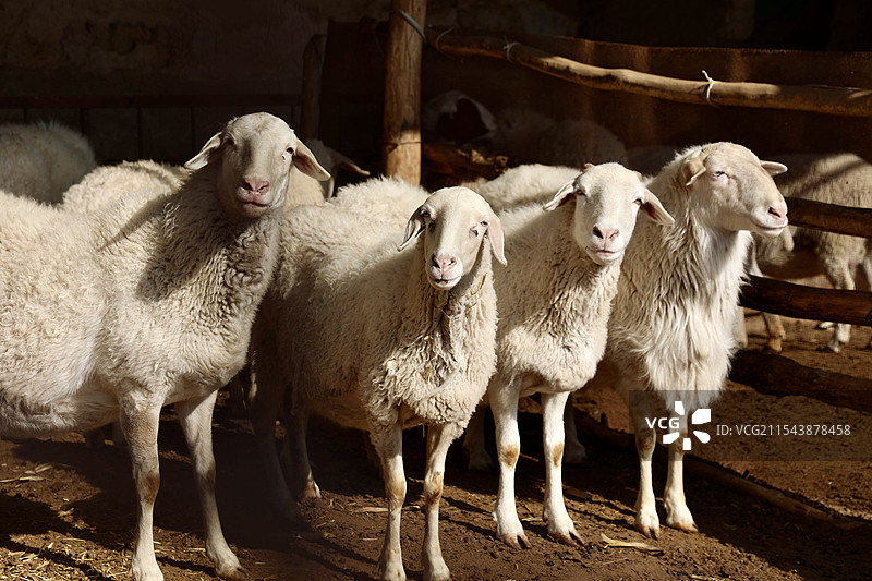 成年的小尾寒羊图片素材