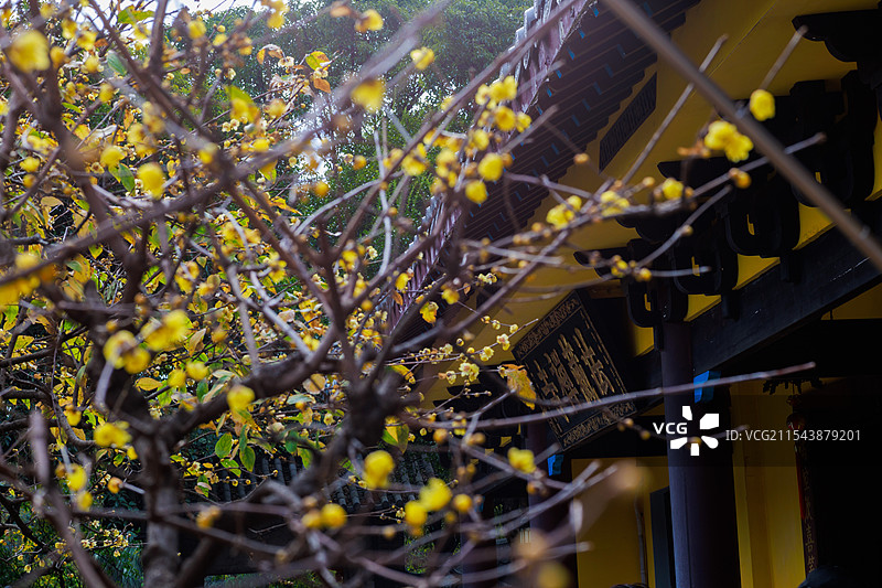 桂林法藏禅寺的腊梅花图片素材