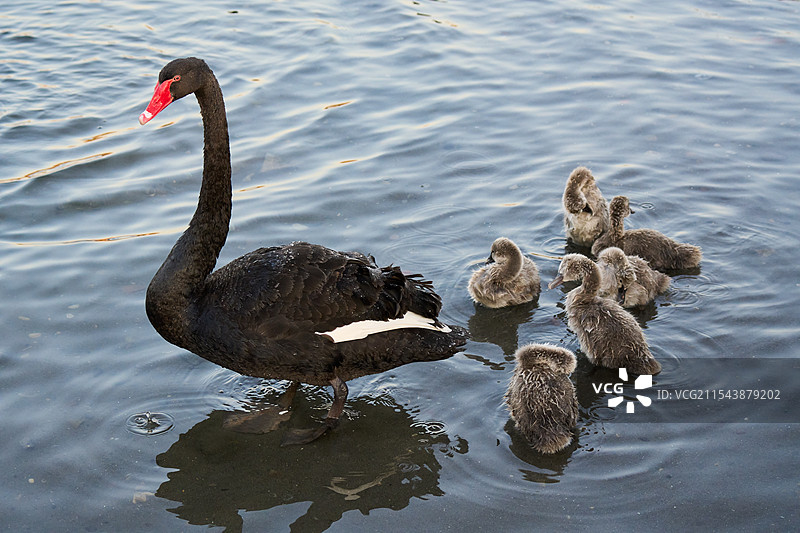 黑天鹅妈妈带六只小鹅在河边休整图片素材