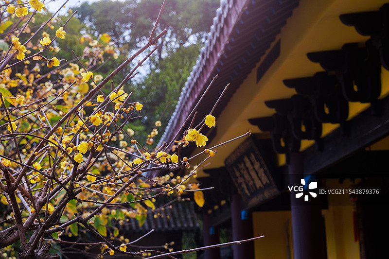 桂林法藏禅寺的腊梅花图片素材