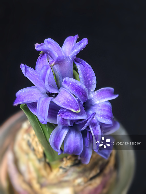 植物特写紫色风信子图片素材