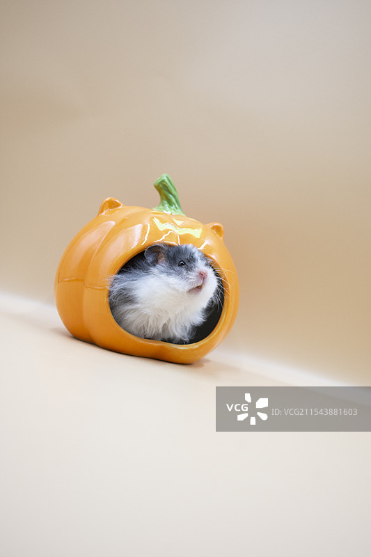 仓鼠金丝熊图片素材