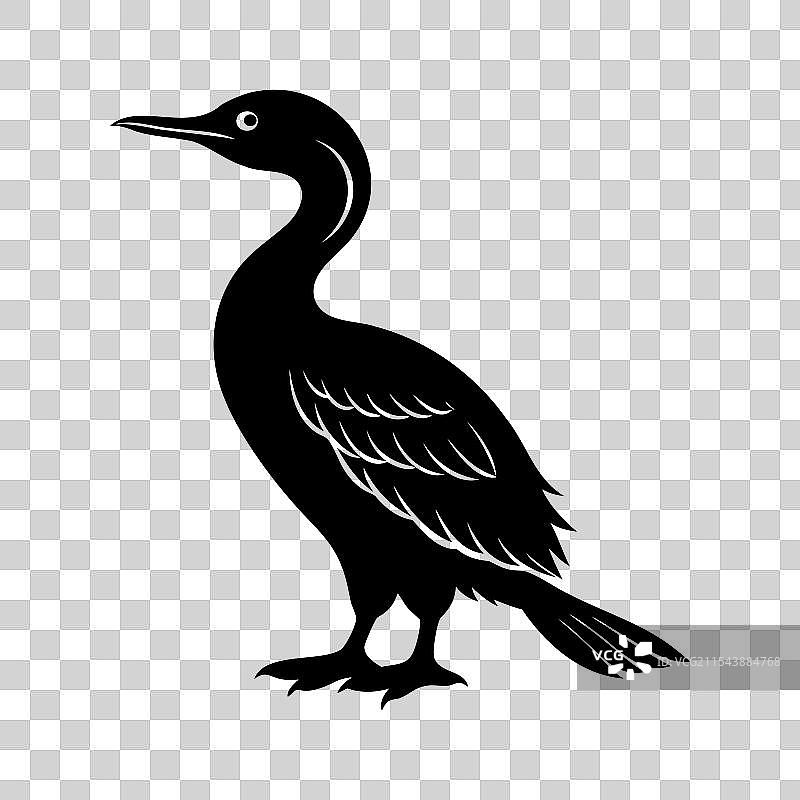 极简主义的鸬鹚图片素材