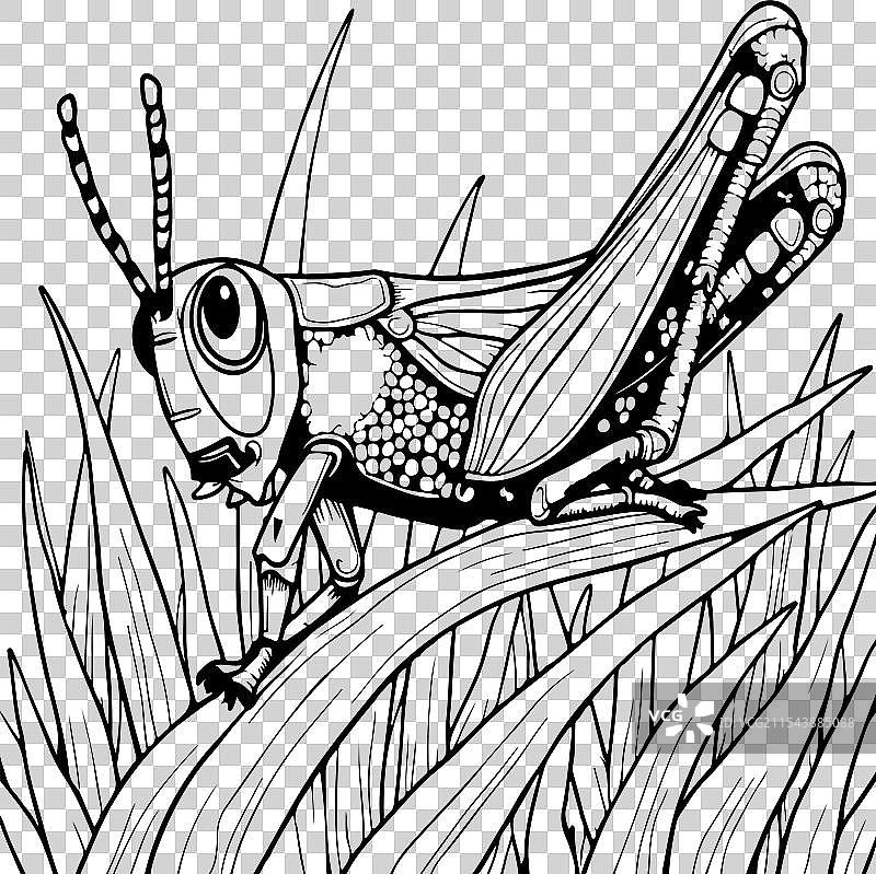 蚱蜢涂色页设计图片素材