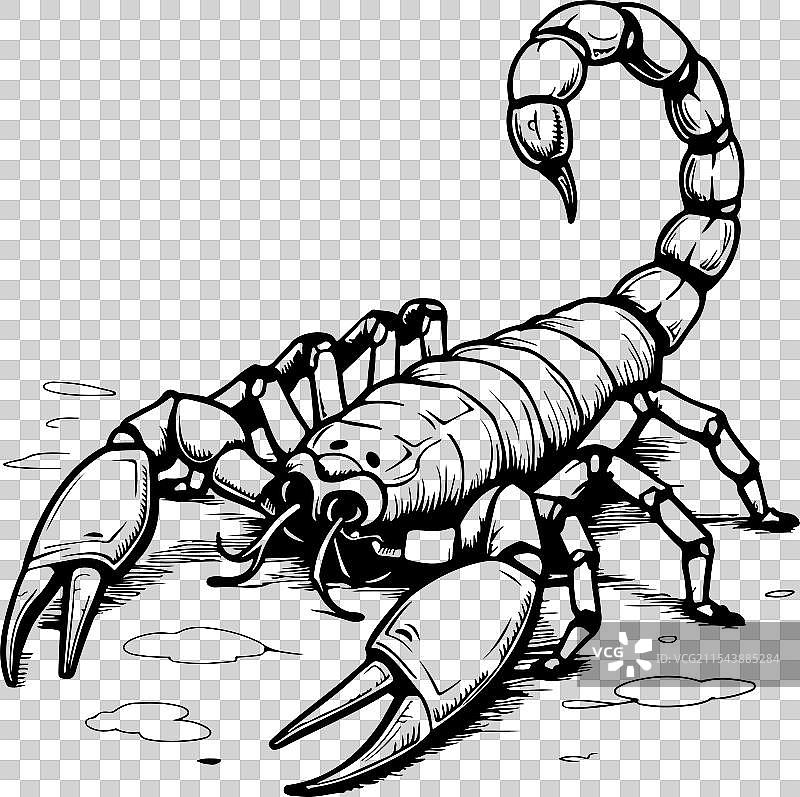 蝎子素描图片素材