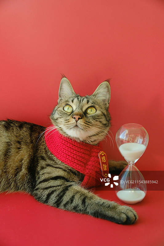 2025红色背景下。新年招财猫和大白兔奶糖图片素材