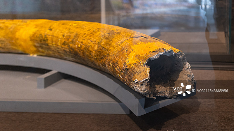 淮河古菱齿象（宿迁市泗洪县博物馆）图片素材