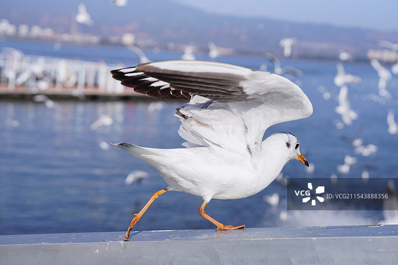 起飞的海鸥姿态图片素材