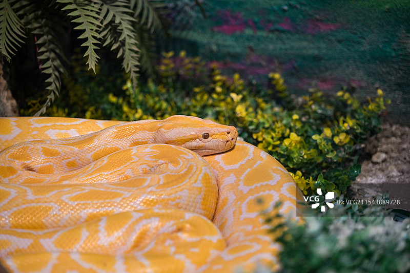 黄金蟒图片素材