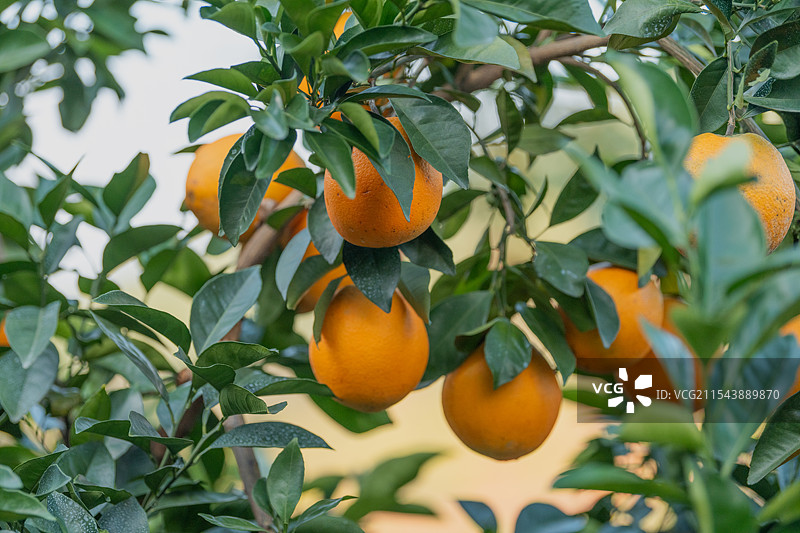 赣南脐橙水果图片素材