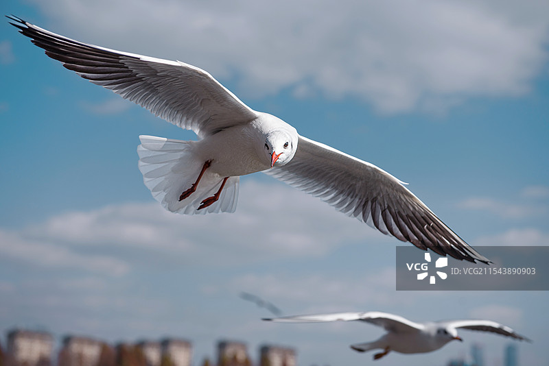 海鸥展翅高飞图片素材