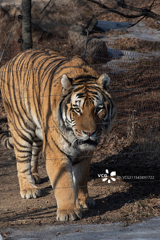 长春动植物园东北虎图片素材