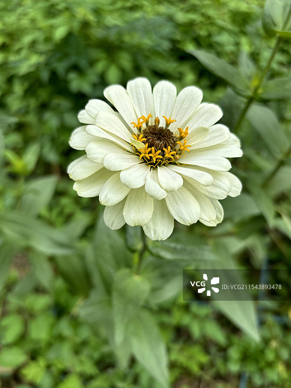 百日菊图片素材
