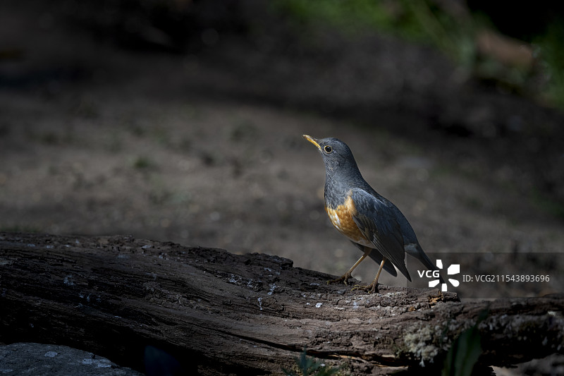 黑胸鸫图片素材