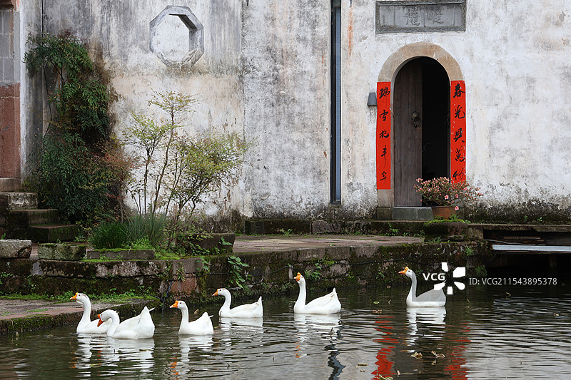 江南水乡呈坎古镇一排大白鹅图片素材