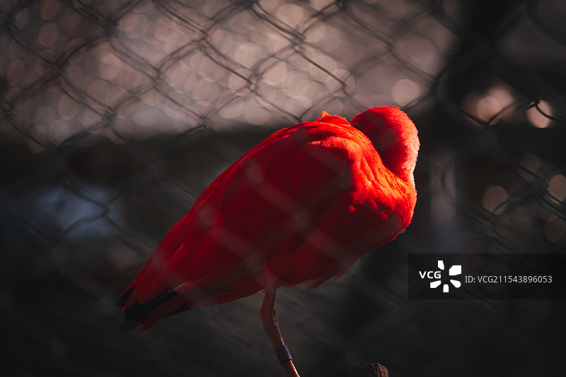 祥瑞——鸟类特写图片素材