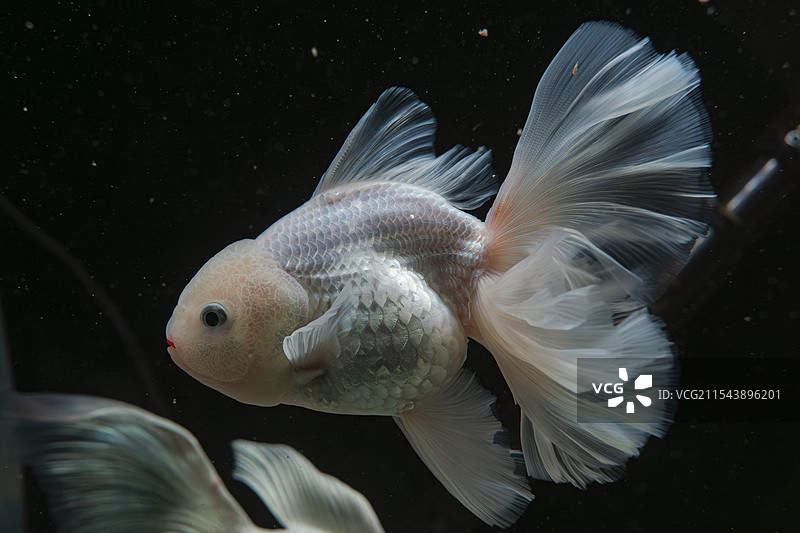 泰狮金鱼图片素材