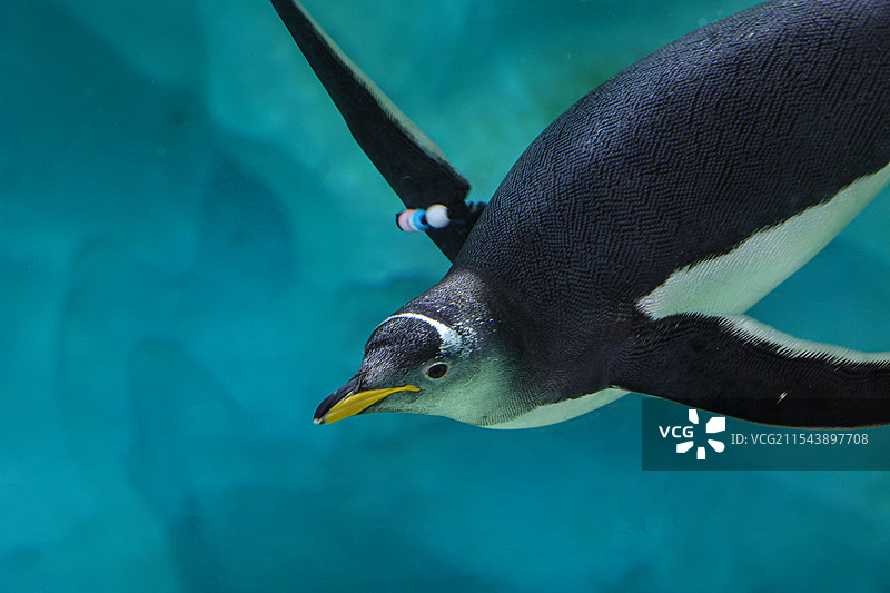 水族馆企鹅图片素材