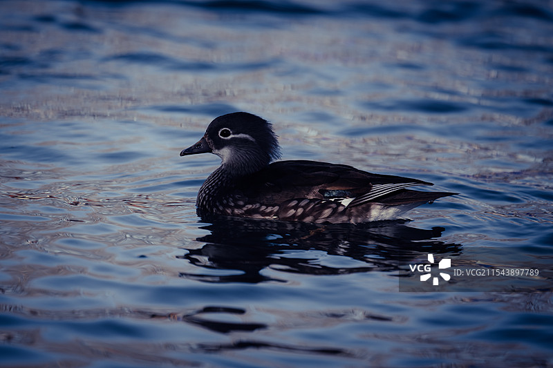 水鸟与水波图片素材