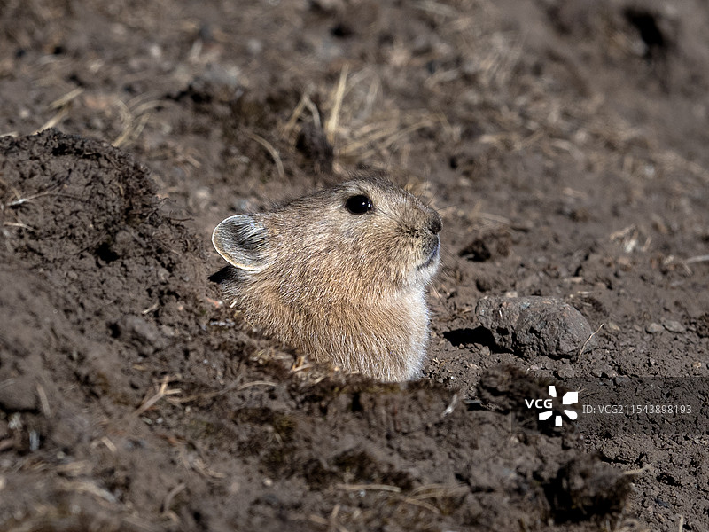 高原鼠兔图片素材