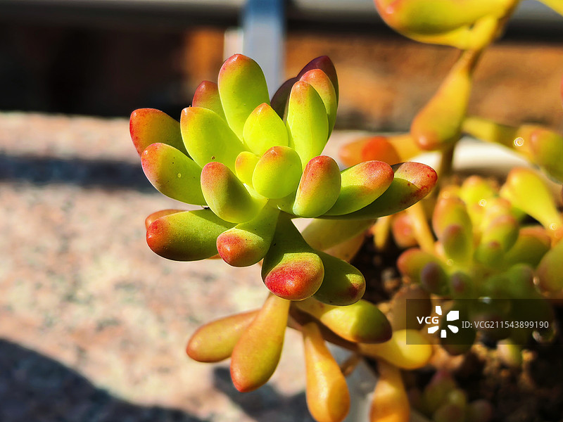阳光照耀下的多肉植物图片素材