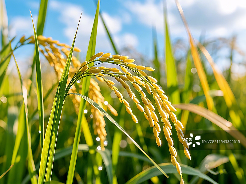 近距离水稻图片素材