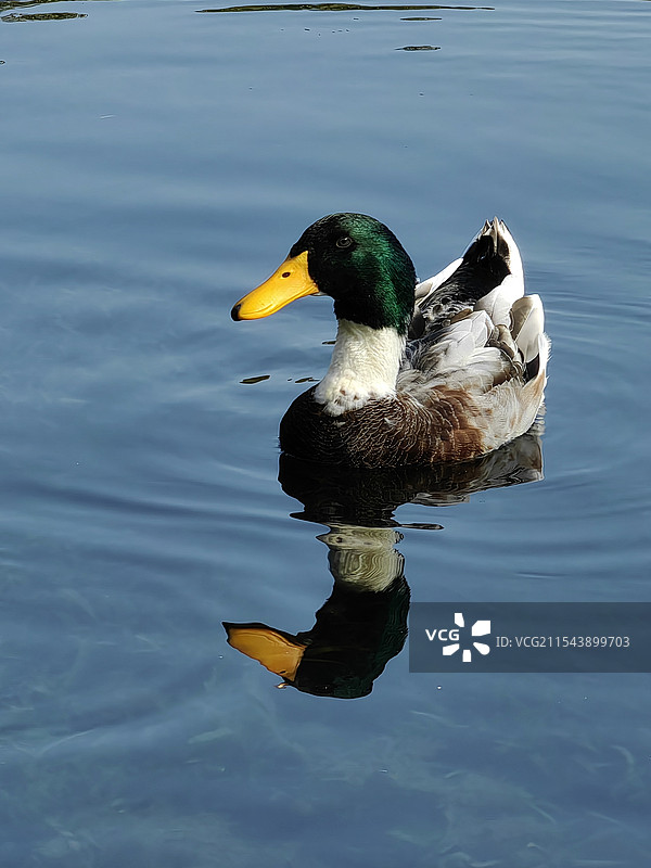 湖中野鸭-杭州风景区花港观鱼湖中，野鸭除了抓鱼，还喜欢和游人逗乐，尤其受到小朋友的青睐。图片素材