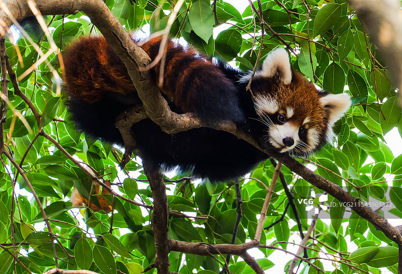 团在树枝上的小熊猫莬莬图片素材