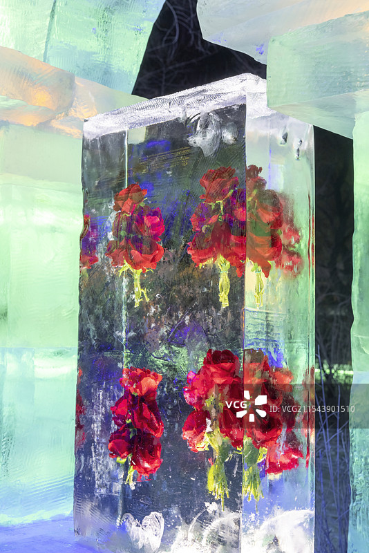 冬天夜晚哈尔滨兆麟公园冰块里冰冻的红色玫瑰花图片素材