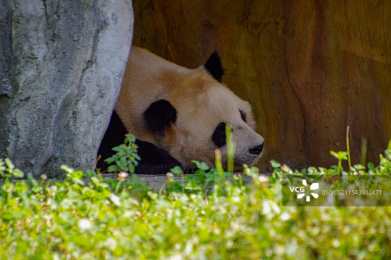 四川阿坝耿达镇卧龙中华大熊猫苑神树坪基地照片图片素材